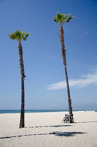 istock Sandy Beach and Palm Trees in Los Angeles 178046886