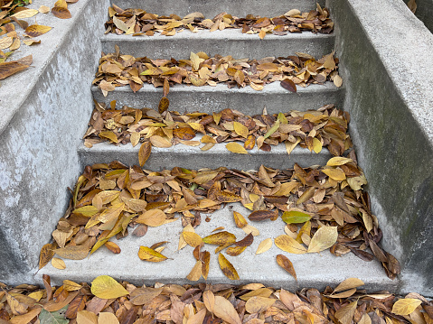 Fall leaves on concrete steps