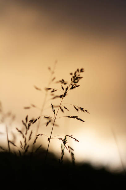 istock Green grass background in sunlight. Bright bokeh. Soft focus. 1780472373