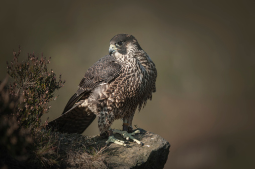 A falconers young captive bred Peregrine - Saker hybrid hunting bird of prey, perched on a rock.