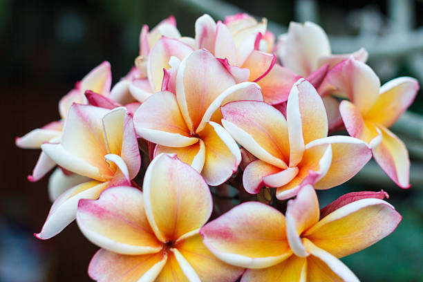 istock Plumeria frangipani 178047659