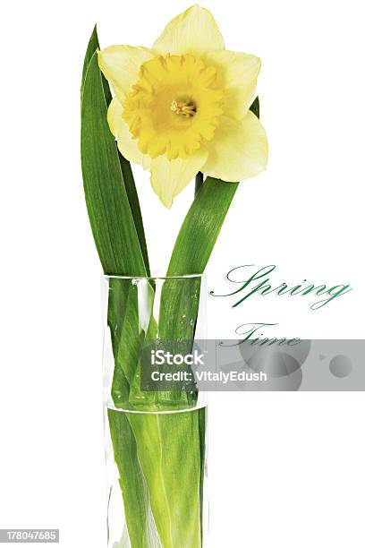 Beautiful Spring Single Flower Yellow Narcissus Stock Photo - Download Image Now