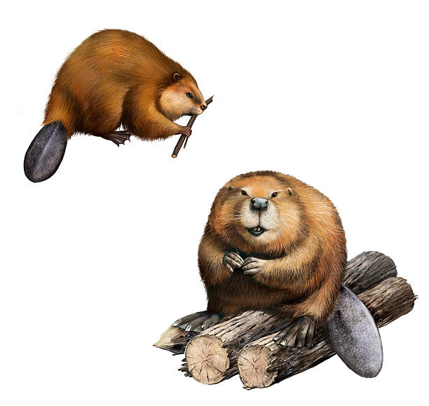 ilustrações de stock, clip art, desenhos animados e ícones de adulto castor sentado em registos. ilustração isolada sobre fundo branco. - north american beaver fotos