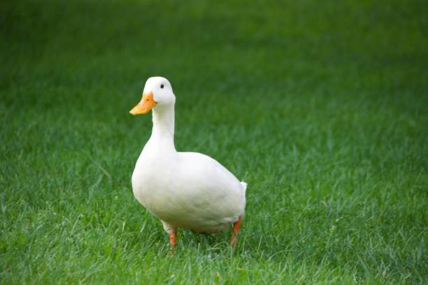 istock Closeup of a white duck on green grass 1780479541