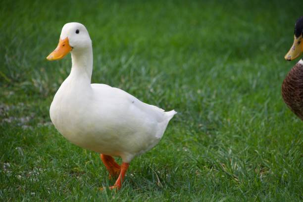 istock Closeup of a white duck on green grass 1780479552