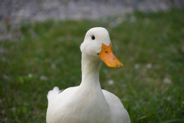 istock Closeup of a white duck on green grass 1780479565