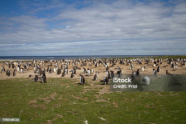 Gentoo Penguin Colony Stock Photo - Download Image Now - Animal, Animal Nest, Animal Themes