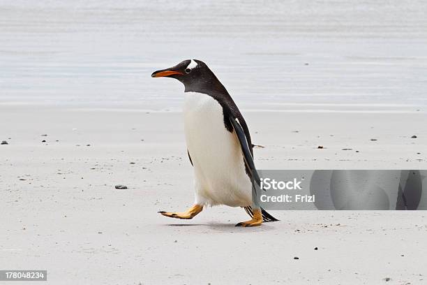 Папуанский Пингвин Фолклендские Острова — стоковые фотографии и другие картинки Белый - Белый, Береговая линия, Взрослый