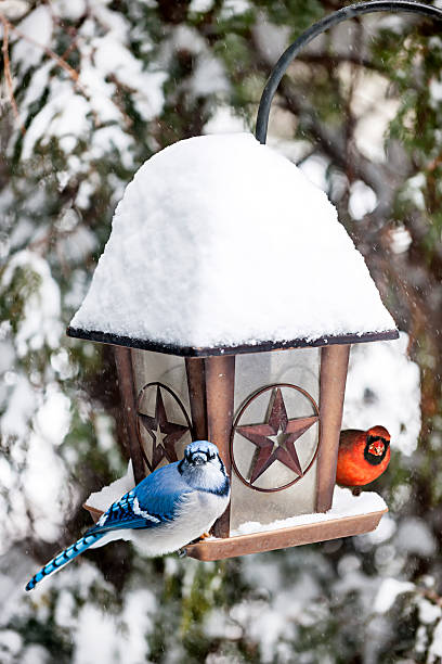 istock Birds on bird feeder in winter 178048259