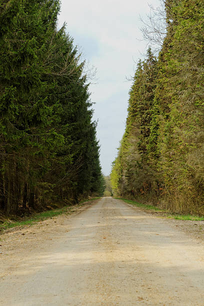 istock dirt road in the forest 178048293