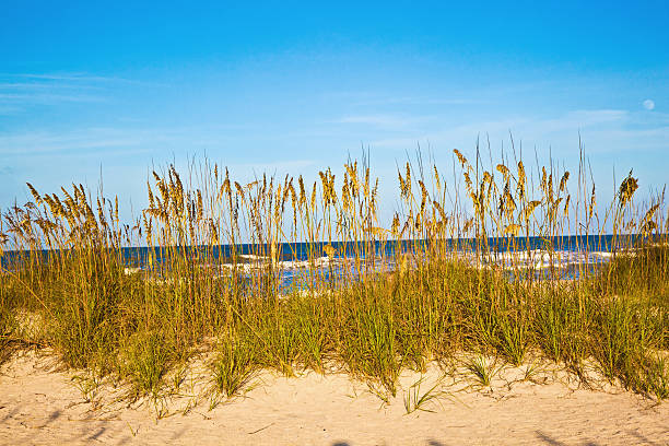 istock grass at the beach on dune with blue sky 178048671