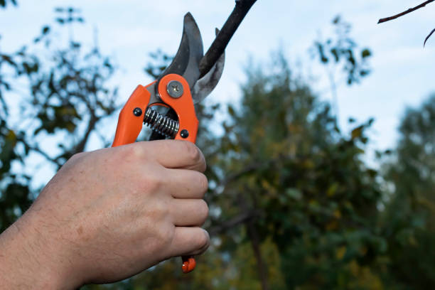 istock A man's hand with garden shears reaches out to trim 1780487677