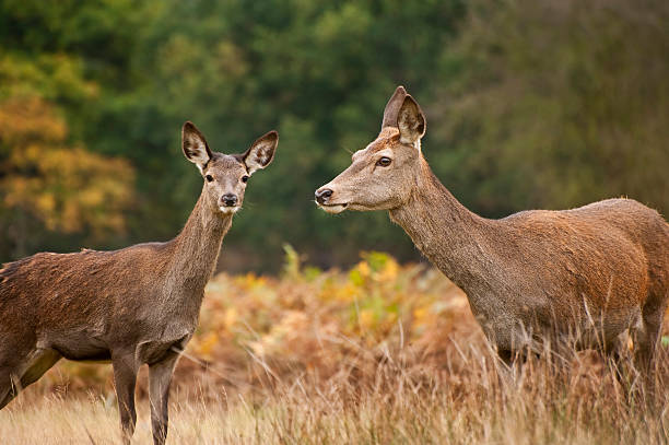 istock Red deer female does in Autumn Fall forest 178049206