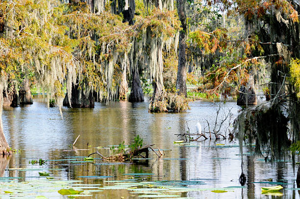 istock Sunny Day In the Swamp 178049325