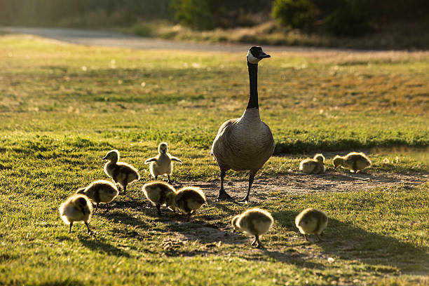 Canada Goose Family stock photo