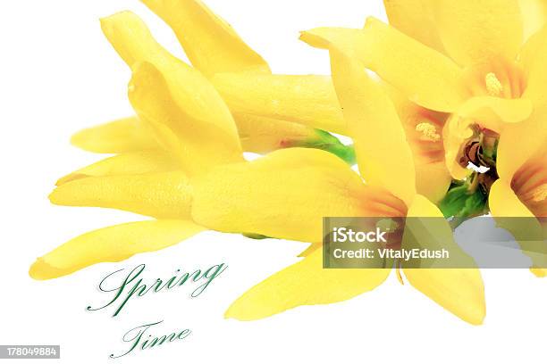 Forsythia Flowers On White Backgroundisolated Stock Photo - Download Image Now - April, Blossom, Botany