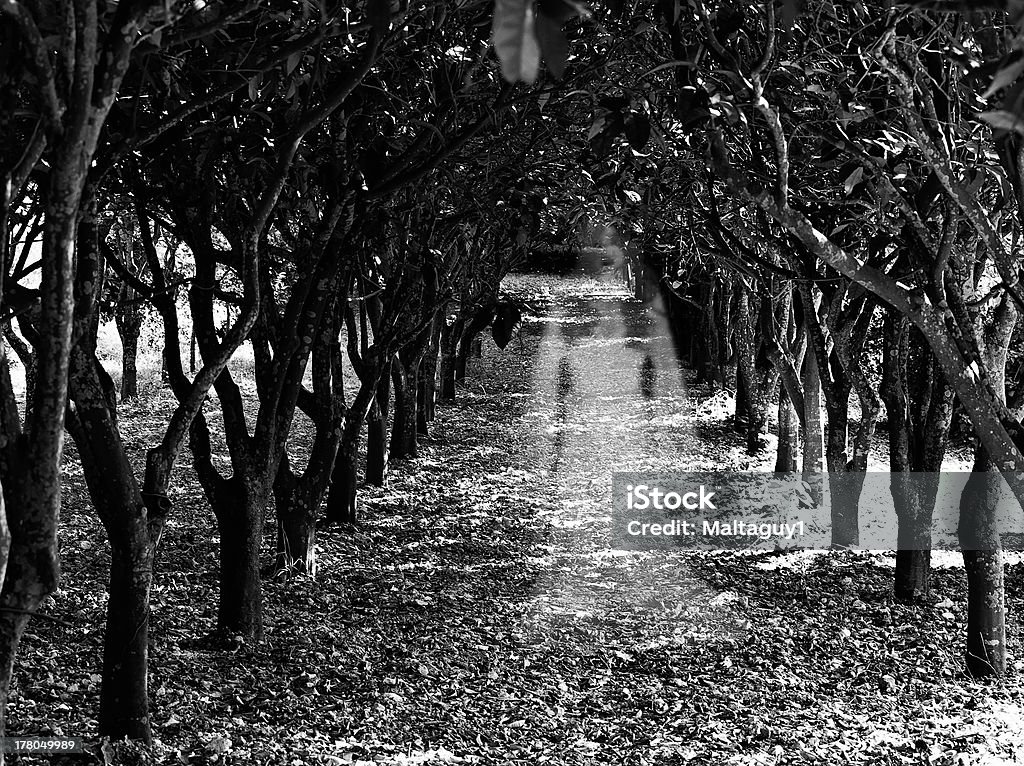 Orchard fantasma - Foto de stock de Adulto libre de derechos