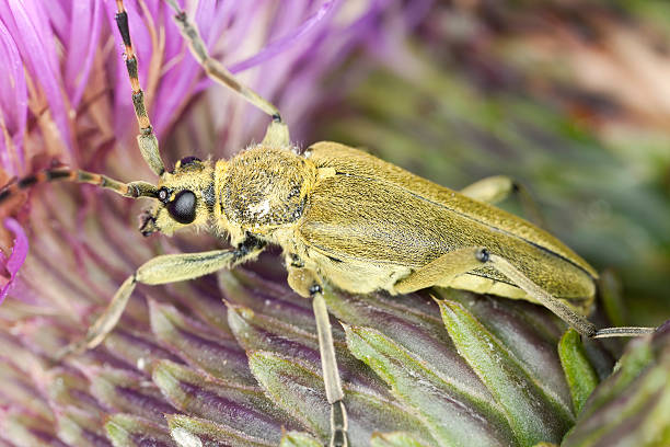 istock Lepturobosca virens on thistle, macro photo 178049995