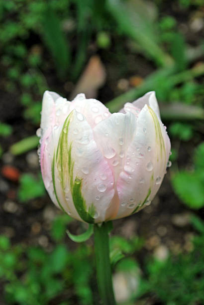 Tulip after a spring rain shower stock photo