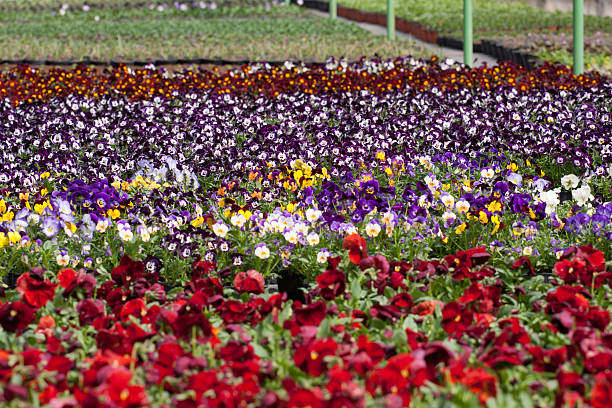 istock Greenhouse Plants in pots 178050098