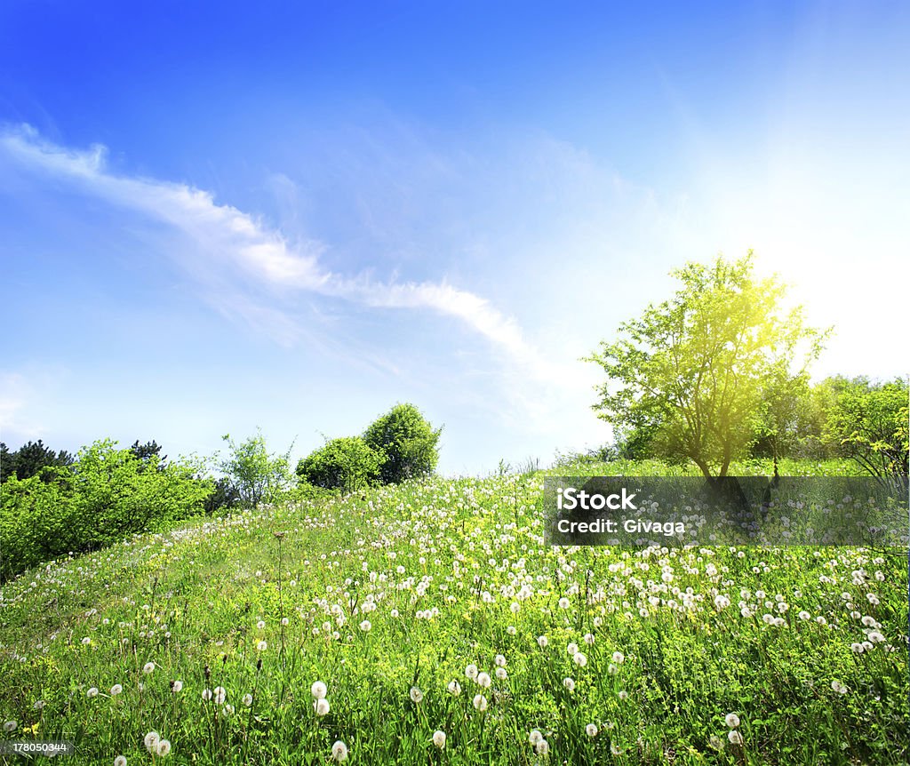 Dandelions на зеленый луг - Стоковые фото Газон роялти-фри