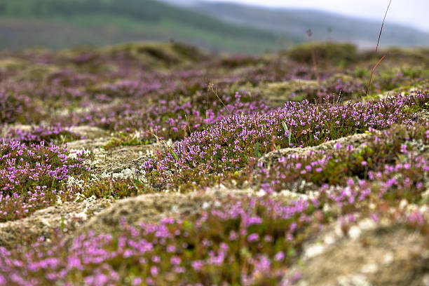 istock Blooming moss growing on lava and stone fields in Iceland 178050418