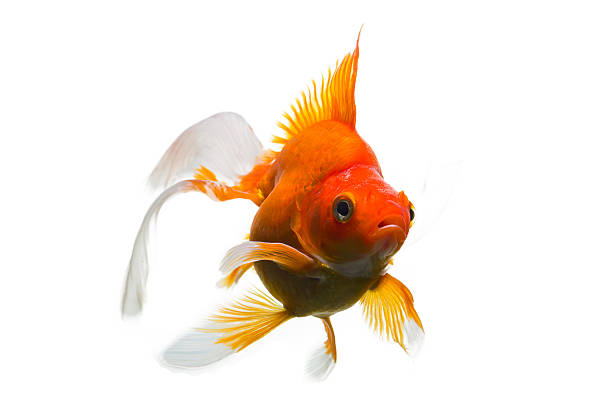 istock Goldfish in Aquarium 178050550