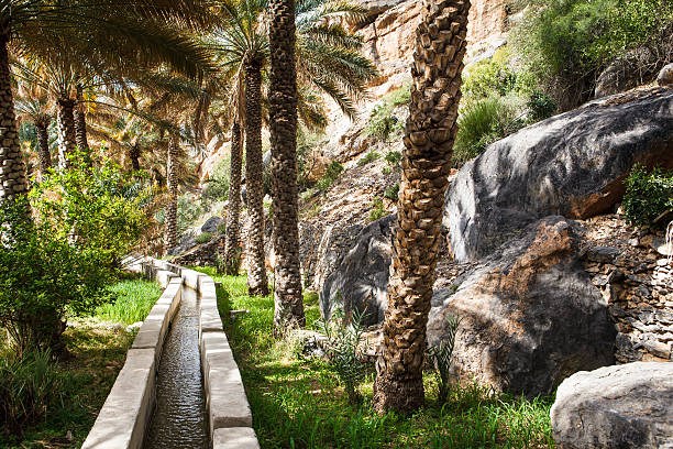 istock Oasis in the middle of a desert (Oman) 178050720