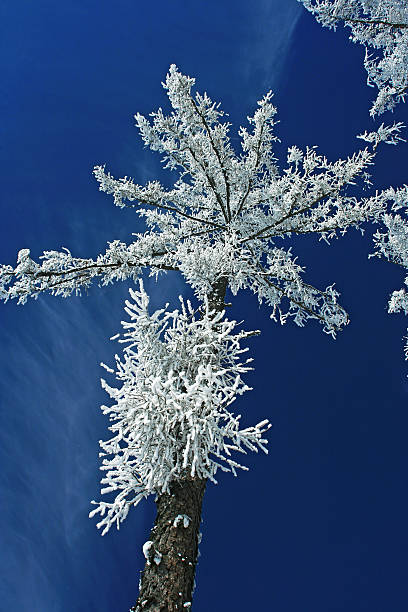 Winter trees in forest, High Tatras mountains