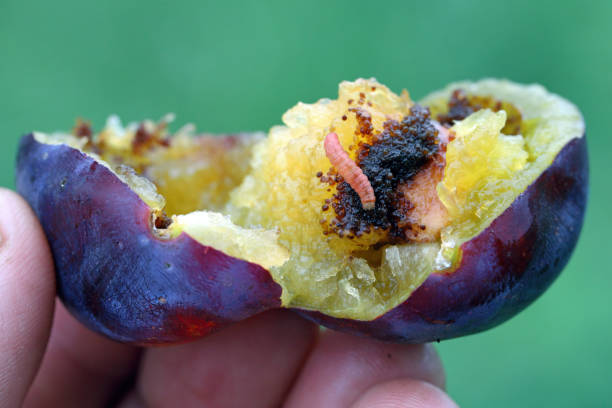 istock Plum Fruit Moth (Cydia funebrana) caterpillar in a fruit, orchard in Poland. 1780509344