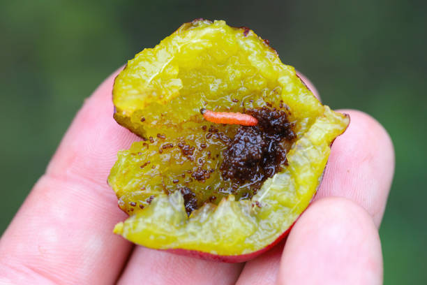 istock Plum Fruit Moth (Cydia funebrana) caterpillar in a fruit, orchard in Poland. 1780509345