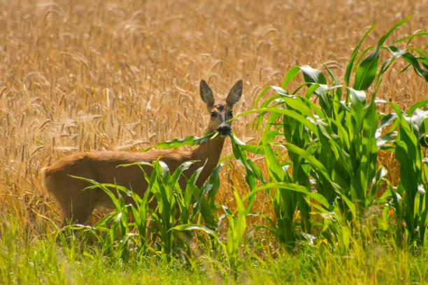 Roe deer, its scientific name is Capreolus capreolus