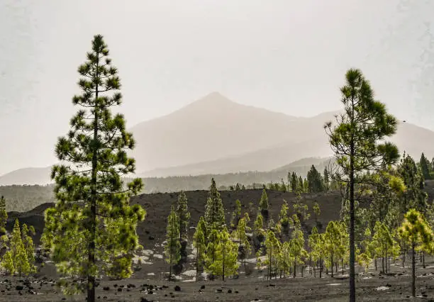 Photo of Canary islands, Spain