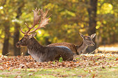 fallow deer with hind