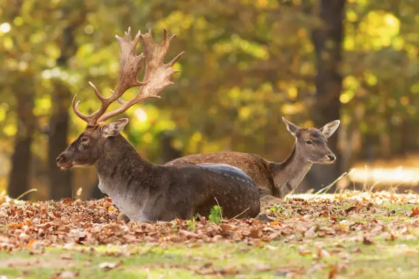 Photo of fallow deer with hind