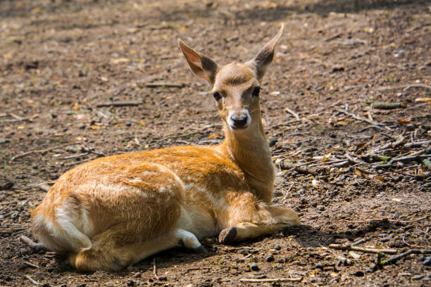 istock Persian fallow deer fawn in a forest ground 1780510203