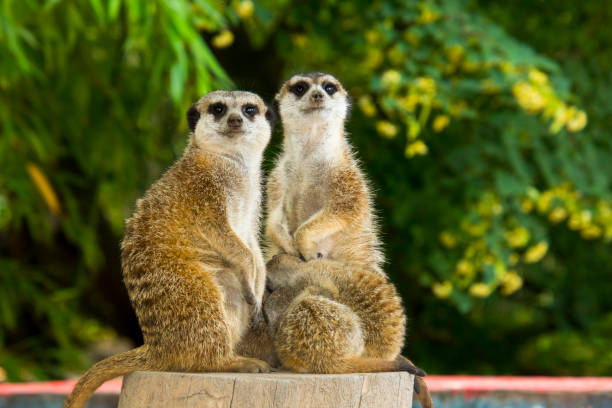 istock Meerkat mother and offspring is sitting on a trunk 1780510264