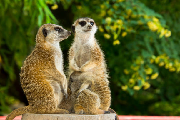 istock Meerkat mother and offspring is sitting on a trunk 1780510345