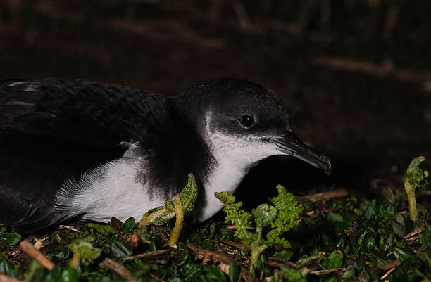 Manx Shearwater at night stock photo