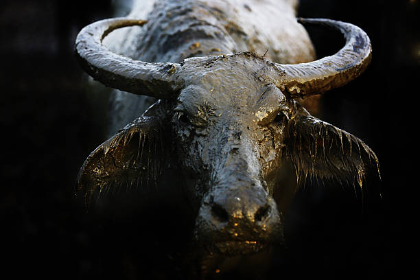 istock Thai water buffalo in mud mask 178051077
