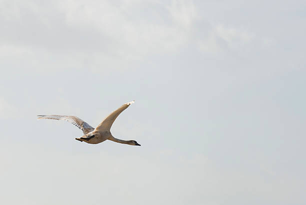 istock Swan flying in the sky 178051383