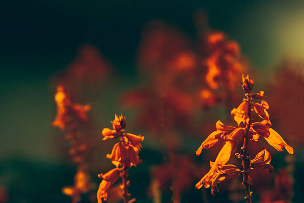 Naranja brillante flores tropicales en borrosa fondo oscuro - foto de stock