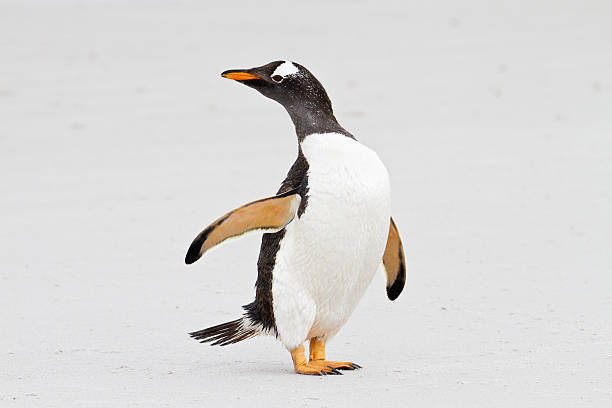 istock Gentoo penguin, Falkland Islands 178052040