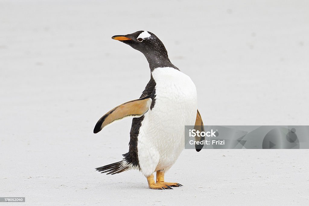 Pinguim Gentoo, Ilhas Falkland (Malvinas) - Foto de stock de Adulto royalty-free