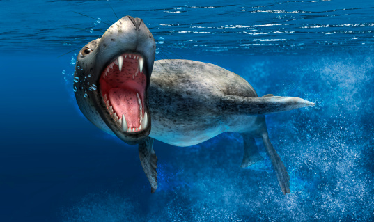 Leopard seal with close up on head and open mouth showing sharp teeth. Swimming under water, with blue ocean background.