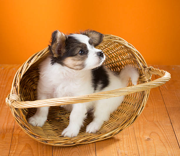 istock Papillon Puppy in basket 178052562