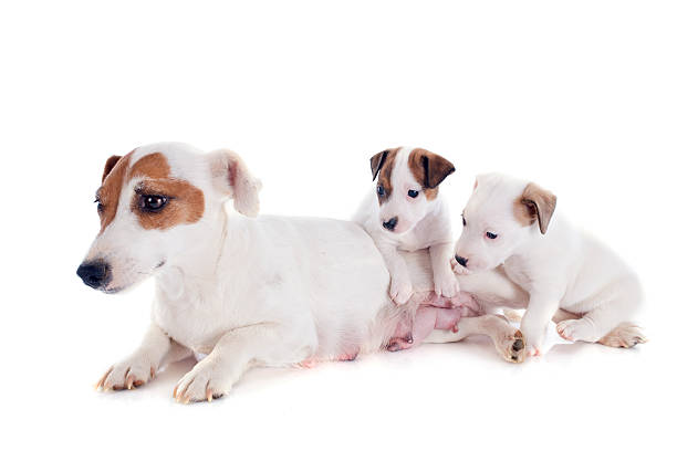 istock family jack russel terrier 178052592