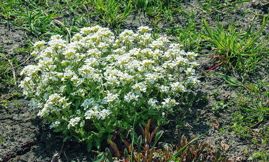 Arabis a spring flowering plant with ya white springtime flower commonly known as Variegated Rock Cress