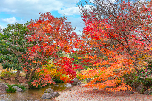 japan, osaka - dec 4 2022: Autumn landscape with vivid red and orange colored momiji maples overlooking and surrounding a stream under a blue sky in the Japanese garden of Expo '70 Memorial Park.
