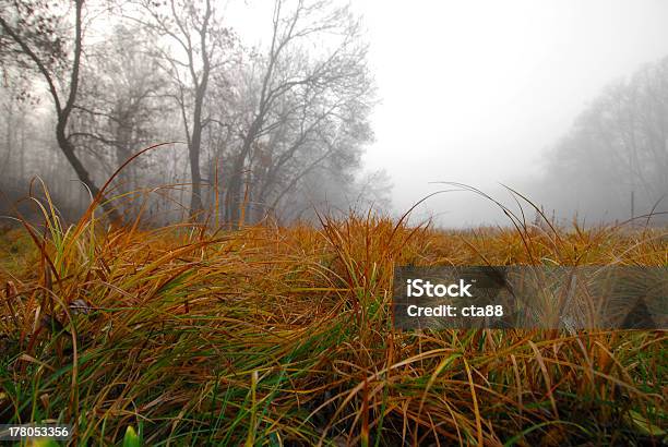November Landschaft Im Wald Stockfoto und mehr Bilder von Baum - Baum, Bildhintergrund, Blatt - Pflanzenbestandteile
